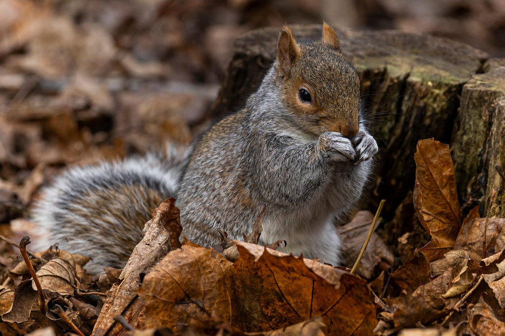発送遅延のお知らせとお詫び