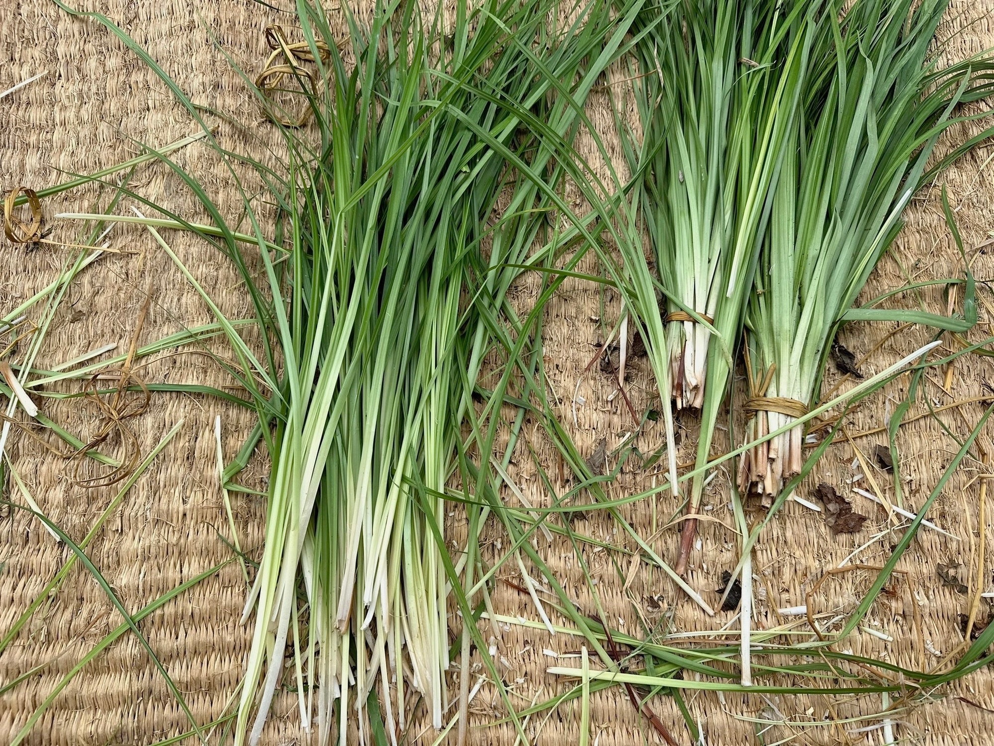 初めての草編みWS＠WALNUT Tokyo