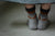 【Shawl Socks セット】Ambershore キット （PDF版日本語文章パターン付き）